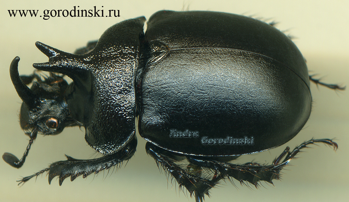 http://www.gorodinski.ru/geotrupes/Enoplotrupes sinensis.jpg
